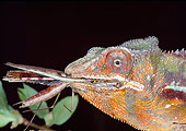 REP 03 MH0025 01
Head Shot Of Panther Chameleon Eating Insect Madagascar