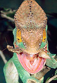 REP 03 MH0026 01
Portrait Of Parson's Chameleon Eating Insect Madagascar