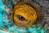 REP 03 MH0027 01
Close-Up Of Eye Of Parson's Chameleon Madagascar