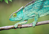 REP 03 MH0028 01
Close-Up Of Parson's Chameleon Female Crawling Along Tree Branch Madagascar