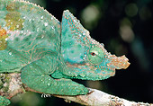 REP 03 MH0029 01
Close-Up Of Parson's Chameleon Male With Dew Drops Crawling Along Tree Branch Madagascar