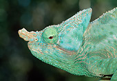 REP 03 MH0030 01
Close-Up Of Parson's Chameleon Male Madagascar