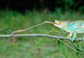 REP 03 MH0031 01
Close-Up Of Parson's Chameleon Male Catching Insect With Tongue Madagascar