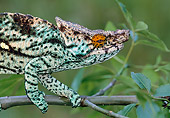REP 03 MH0032 01
Close-Up Of Parson's Chameleon Male Crawling On Tree Branch Madagascar