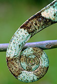 REP 03 MH0033 01
Close-Up Of Tail Of Parson's Chameleon Madagascar