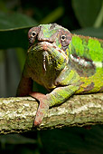 REP 03 WF0001 01
Portrait Of Panther Chameleon Sitting On Tree Branch