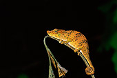 REP 03 WF0002 01
Long-Nosed Chameleon Climbing On Stem