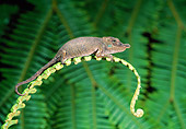 REP 03 WF0003 01
Big-Nosed Chameleon Climbing On Plant Madagascar