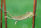 REP 03 WF0004 01
Veiled Chameleon Jumping From Branch To Branch