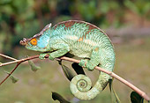 REP 03 WF0005 01
Parson's Chameleon Clinging To Twig Madagascar