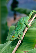 REP 03 WF0006 01
Rainforest Chameleon Climbing On Twig Madagascar