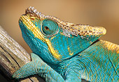 REP 03 NE0001 01
Parson's Chameleon Sitting On Branch Close Up