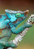 REP 03 NE0002 01
Parson's Chameleon Climbing Branch