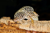 REP 04 GL0001 01
Two Leopard Geckos Climbing On Branch At Night