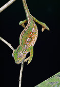 REP 04 GL0002 01
Chameleon Campani Climbing On Twig In Dark
