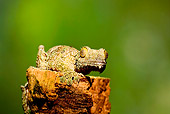 REP 04 JZ0001 01
Mossy Leaf-Tailed Gecko On Stump Madagascar