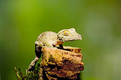 REP 04 JZ0002 01
Mossy Leaf-Tailed Gecko On Stump Madagascar