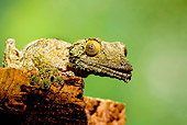 REP 04 JZ0003 01
Mossy Leaf-Tailed Gecko On Stump Madagascar