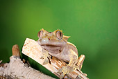 REP 04 JZ0004 01
Crested Gecko On Log New Caledonia