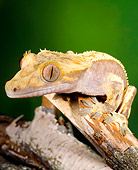 REP 04 JZ0005 01
Close-Up Of Crested Gecko On Log New Caledonia