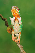 REP 04 MC0001 01
Panther Chameleon Sitting Upright On Twig Madagascar