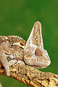 REP 04 MC0002 01
Close-Up Of Veiled Chameleon Resting On Tree Branch