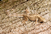 REP 04 MC0003 01
Kuhl's Flying Gecko Camouflaged Into Tree Bark Indonesia