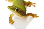 REP 04 MH0001 01
Close Up of Day Gecko Standing In Studio