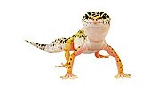REP 04 MH0002 01
Close Up Of Leopard Gecko Standing In Studio