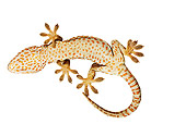 REP 04 MH0003 01
Underneath View Of Tokay Gecko In Studio