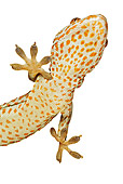 REP 04 MH0004 01
Underneath View Of Tokay Gecko In Studio
