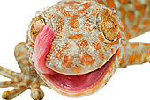 REP 04 MH0005 01
Close Up View Of Tokay Gecko Standing In Studio