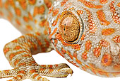 REP 04 MH0006 01
Close Up View Of Tokay Gecko Arm and Eye In Studio