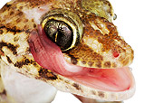 REP 04 MH0007 01
Close Up Of Madagascar Ground Gecko Licking Face In Studio