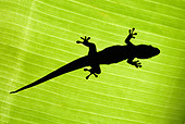 REP 04 MH0008 01
Underneath View Of Silhouette From Giant Madagascar Day Gecko