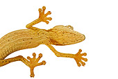 REP 04 MH0009 01
Underneath View Of Lined Leaf-Tailed Gecko in Studio
