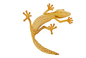 REP 04 MH0010 01
Underneath View Of Lined Leaf-Tailed Gecko in Studio