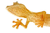REP 04 MH0011 01
Underneath View Of Lined Leaf-Tailed Gecko in Studio