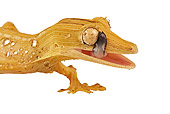 REP 04 MH0012 01
Close Up Of Lined Leaf-Tailed Gecko Licking Face In Studio