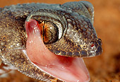 REP 04 MH0014 01
Head Shot Of Giant Ground Gecko Licking Chops