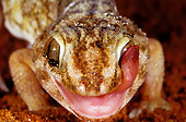 REP 04 MH0015 01
Close-Up Of Giant Ground Gecko Cleaning Eye With Tongue