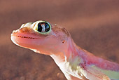 REP 04 MH0016 01
Head Shot Of Web-Footed Gecko Namib Desert