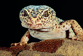 REP 04 MH0017 01
Close-Up Of Leopard Gecko Crawling On Rock