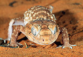 REP 04 MH0018 01
Close-Up Of Rough Knob-Tailed Gecko Crawling On Sand