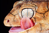 REP 04 MH0019 01
Close-Up Of Rough Knob-Tailed Gecko Cleaning Eye
