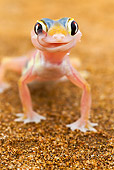REP 04 MH0020 01
Portrait Of Web-Footed Gecko Standing On Sand Namib Desert