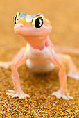 REP 04 MH0021 01
Portrait Of Web-Footed Gecko Standing On Sand Namib Desert