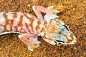 REP 04 MH0022 01
Close-Up Of Web-Footed Gecko Standing On Sand Namib Desert