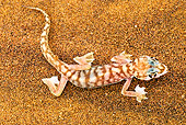 REP 04 MH0023 01
Web-Footed Gecko Standing On Sand Namib Desert