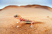REP 04 MH0024 01
Web-Footed Gecko Standing On Sand Namib Desert